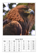 Januar_Steinadler.pdf